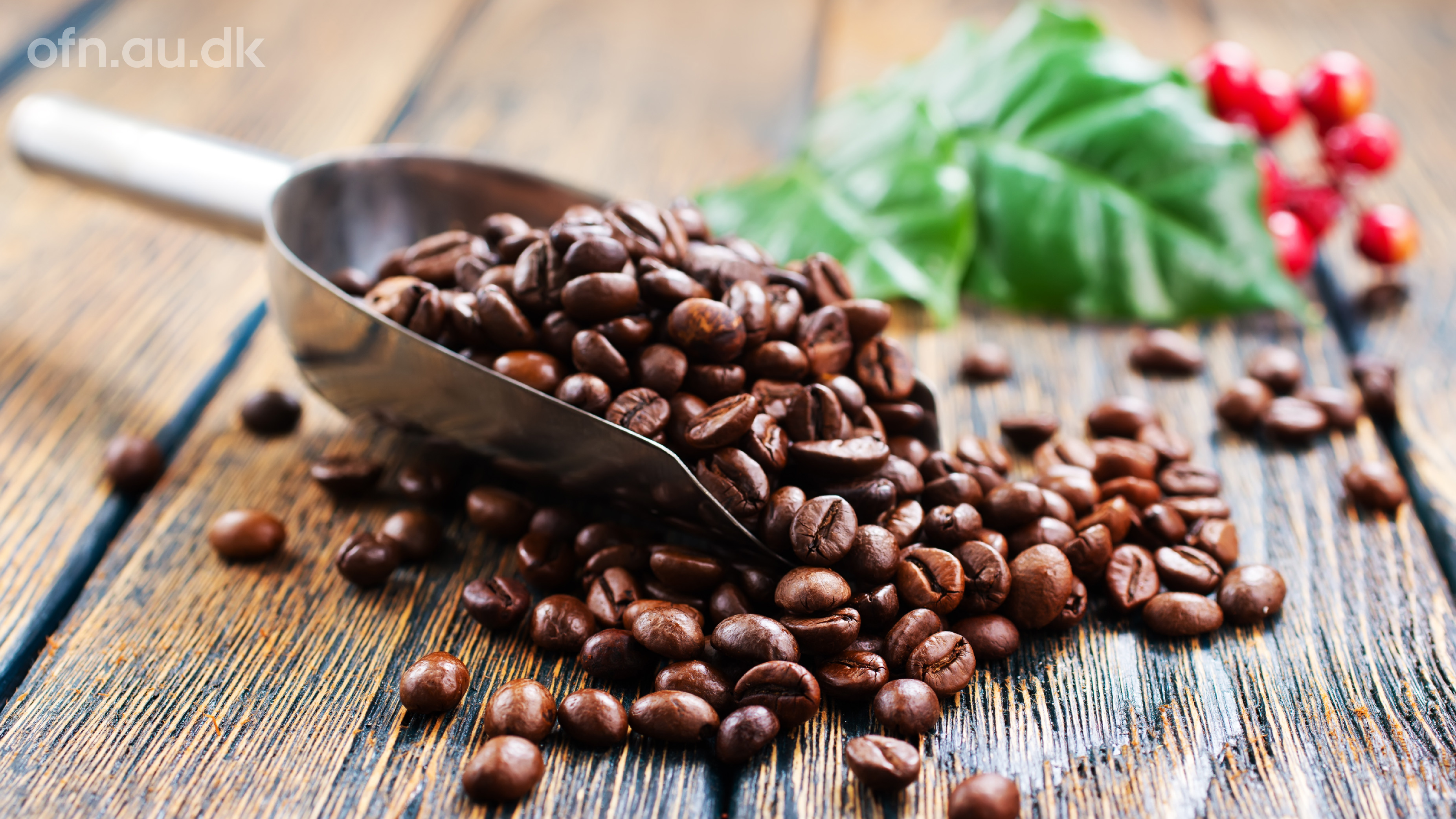 Naturvidenskabeligt foredrag om kaffe