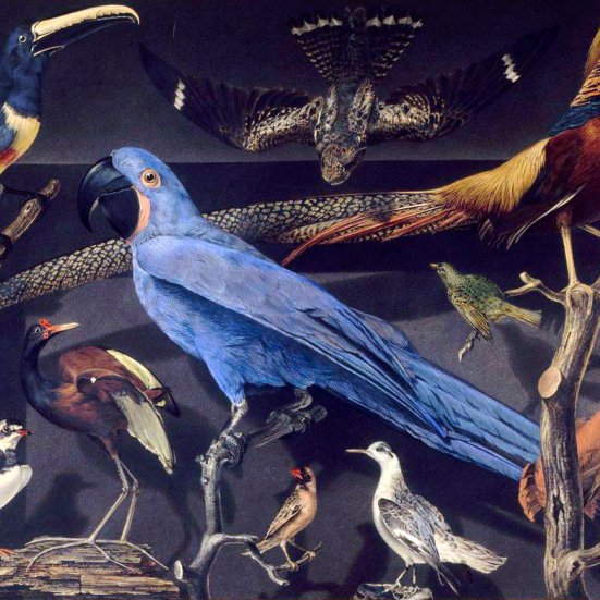 Med lånte fjer. Fotokreditering: Leroy Barde Oiseaux