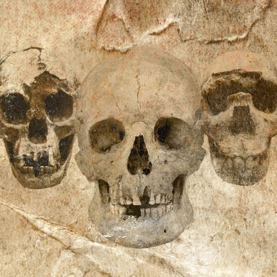 DNA og fossiler udvider vores stamtræ