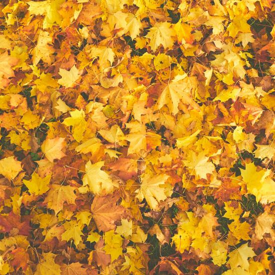 Løvfald. Fotokreditering: Kadri-Vosumae for Pexels.