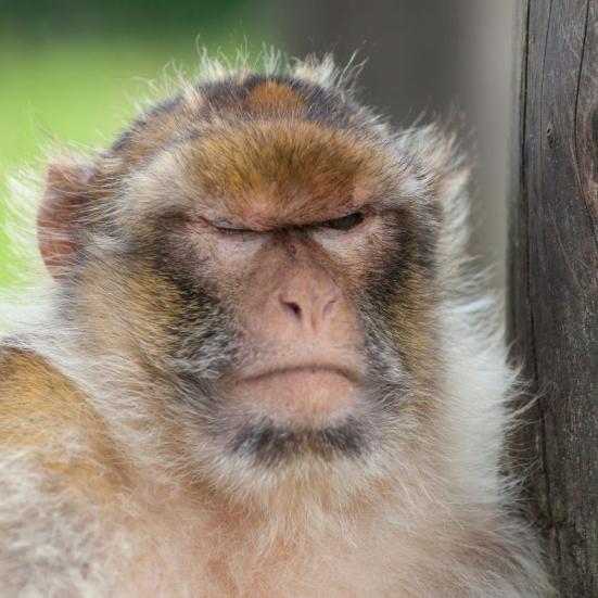 Foto af en abe. Fotokreditering: Jorgen Hacobsen for Getty Images.