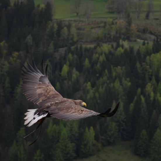 Ørn der flyver. Fotokreditering: Klappe