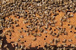 Billede af bier