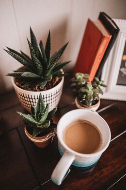 green cactus plant on white ceramic mug