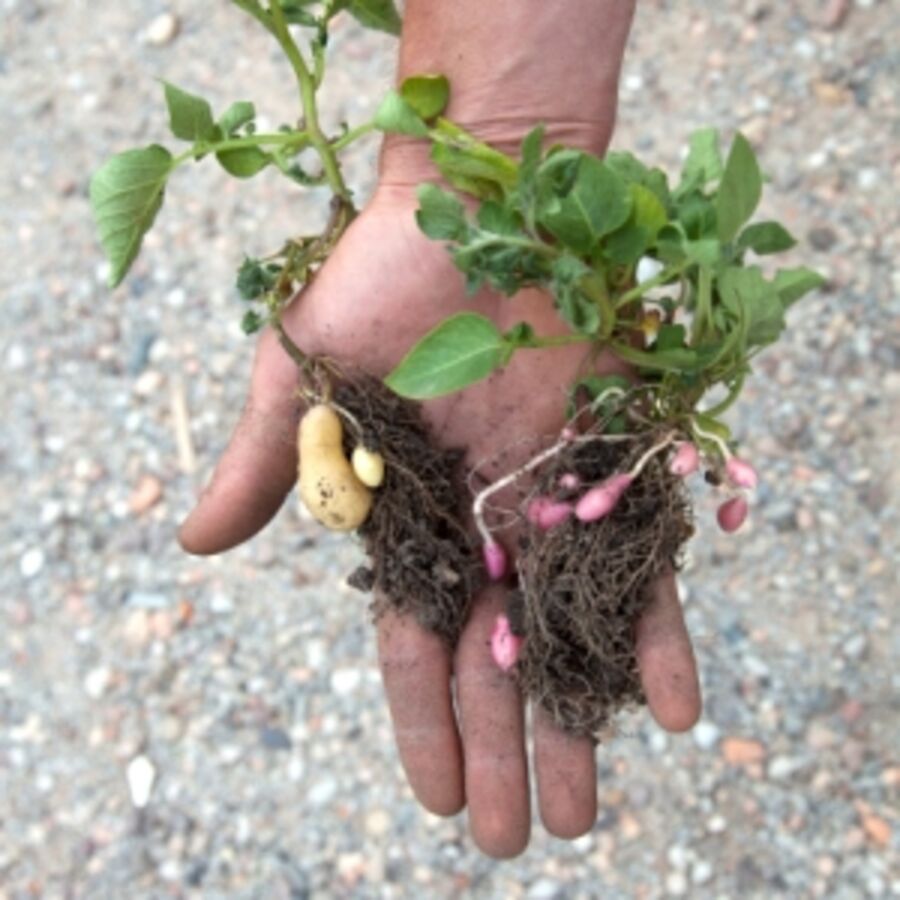 Foto af hånd med kartoffelplante i
