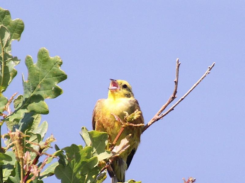 Syngende Gulspurv: Fotokreditering: Henrik Wejdling.