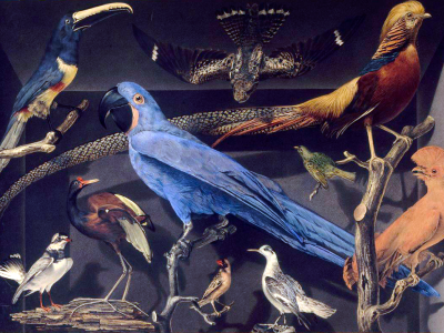 Med lånte fjer. Fotokreditering: Leroy Barde Oiseaux