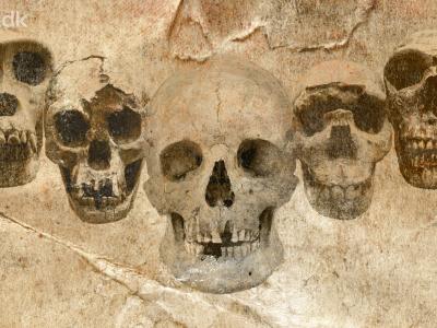 DNA og fossiler udvider vores stamtræ