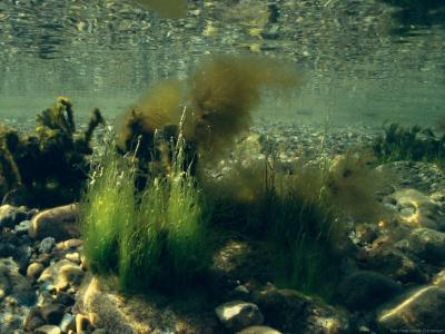 Havets kollaps og vejen tilbage