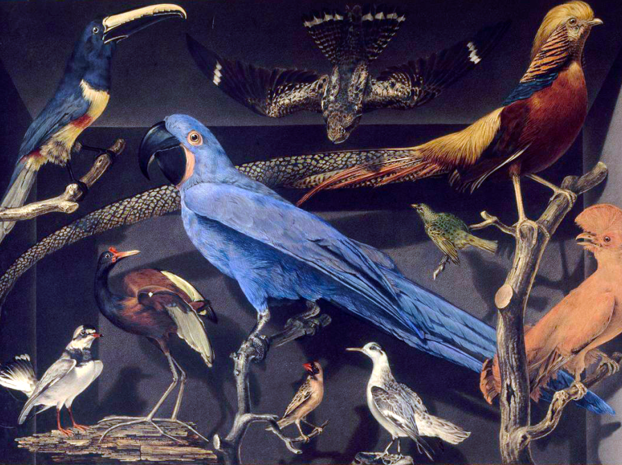 Med lånte fjer. Fotokreditering: Leroy Barde Oiseaux