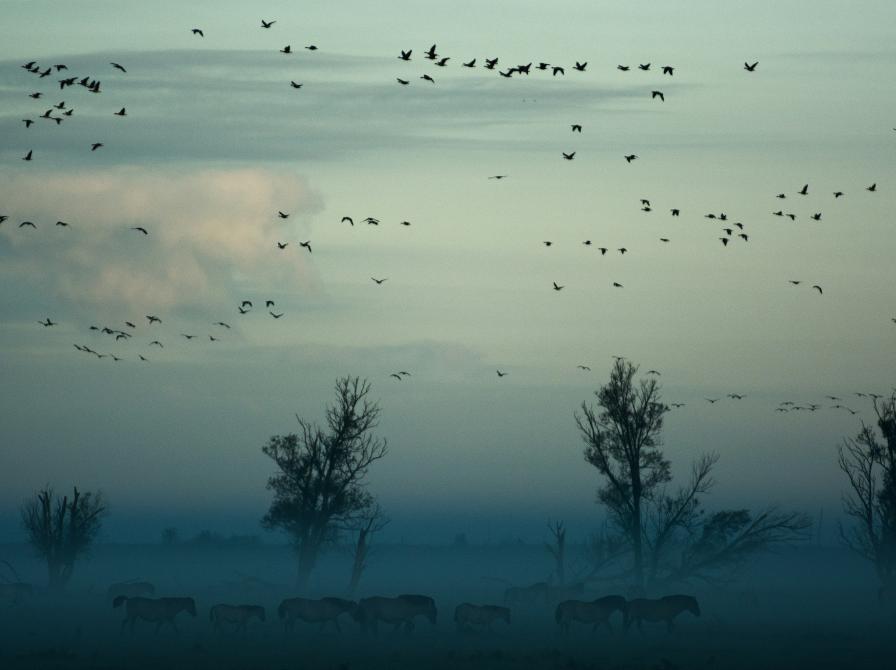 fugle på himlen. Fotokreditering: Vincent van Zalinge for Unsplash.