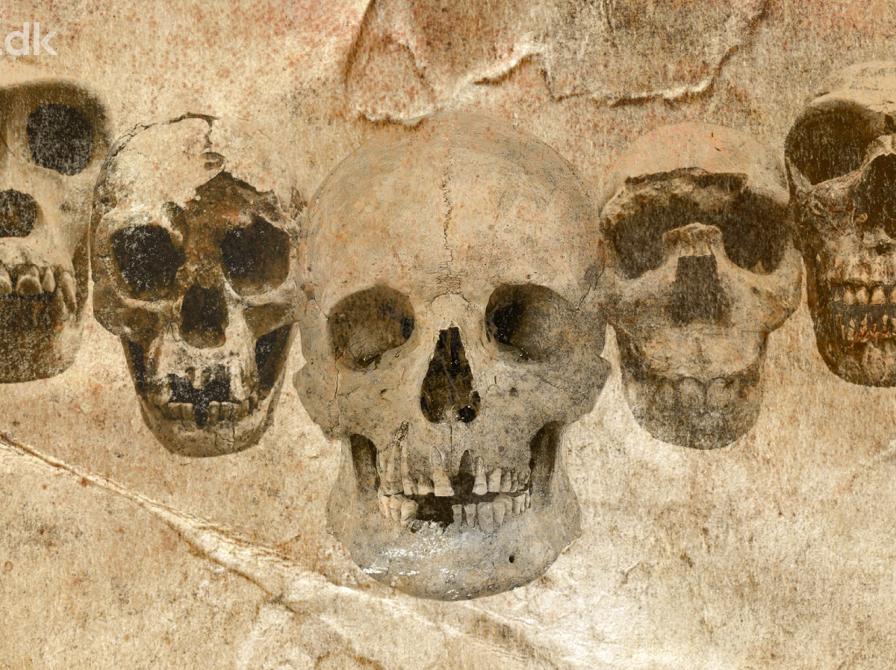 DNA og fossiler udvider vores stamtræ