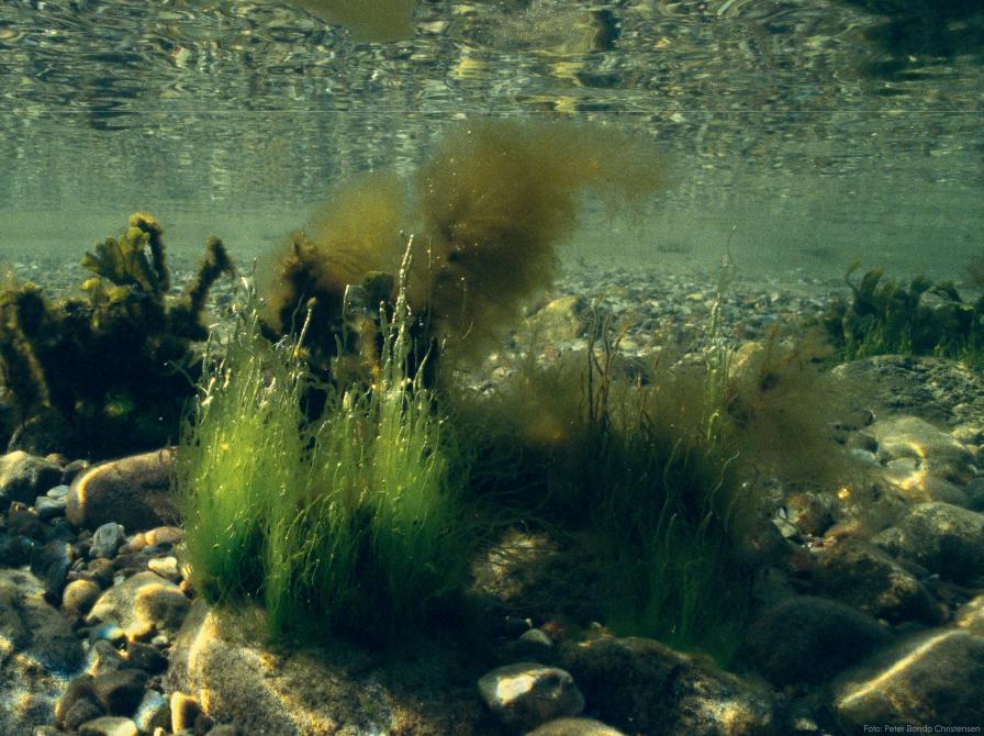 Havets kollaps og vejen tilbage