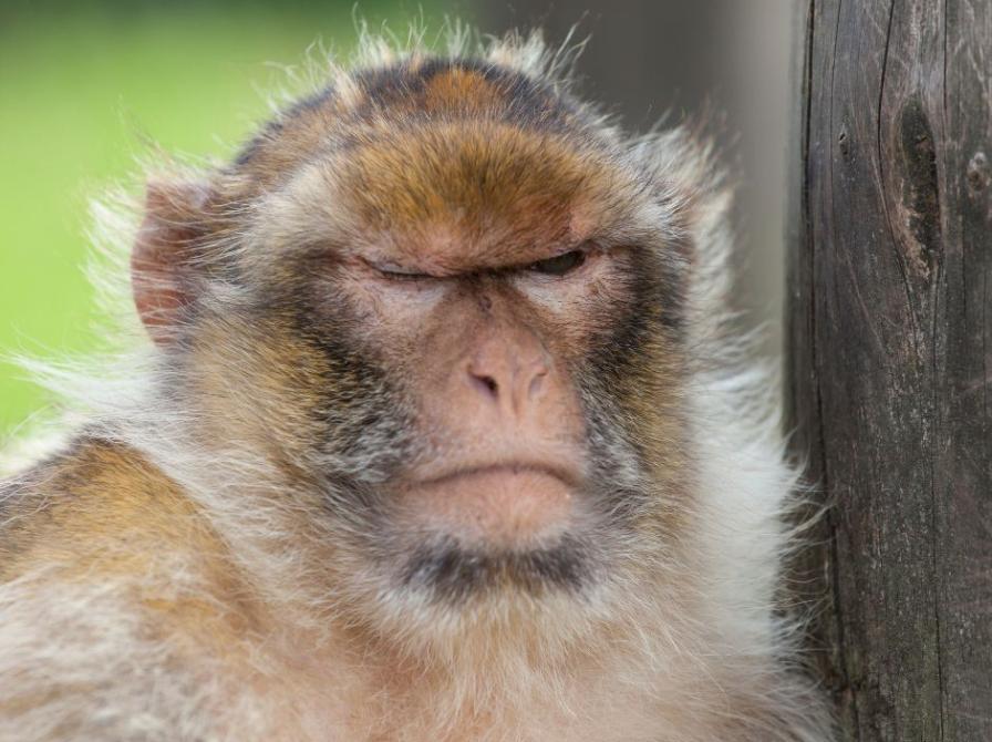 Foto af en abe. Fotokreditering: Jorgen Hacobsen for Getty Images.